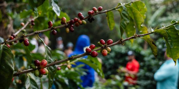 Cafe-monteverde